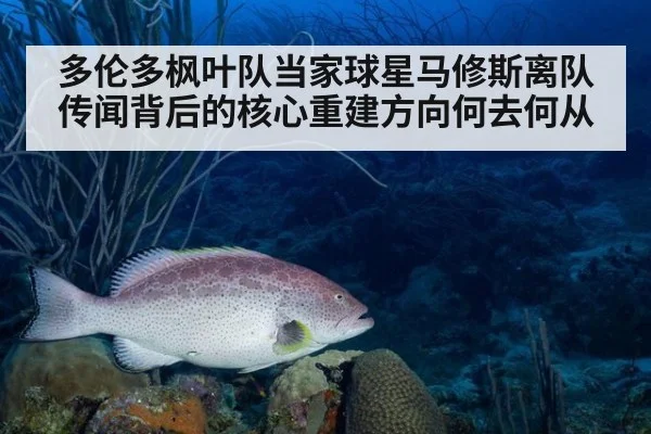 多伦多枫叶队当家球星马修斯离队传闻背后的核心重建方向何去何从